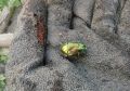 Как справиться с кротами и спасти ваши розы: советы для садоводов
