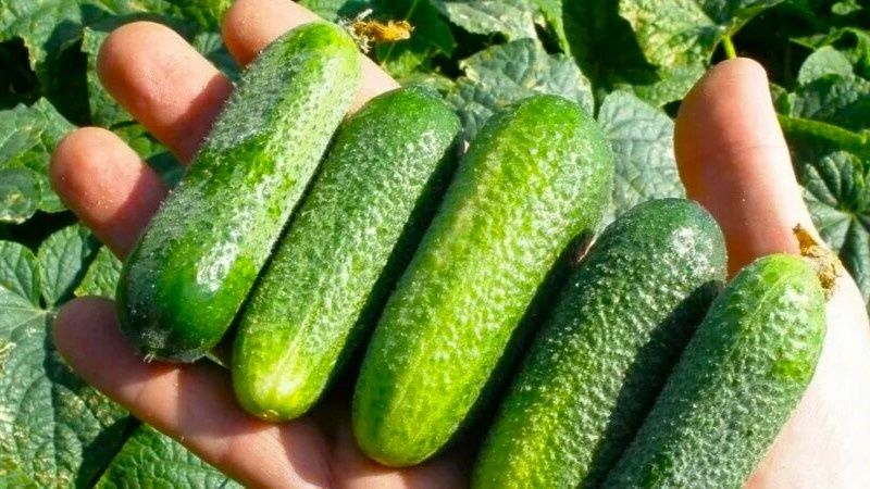 Огуречный бум 2026 года: как выбрать самоопыляющиеся сорта без сложности