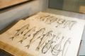 Где обитают фантастические твари: энциклопедию животного мира XVIII века можно увидеть на выставке в Пскове