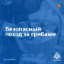 Собираем грибы и ягоды без риска