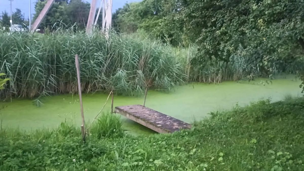 Двое детей погибли в Псковской области за сутки: трагедии в Палкинском и Бежаницком районах Двое детей погибли в Псковской области за сутки: трагедии в Палкинском и Бежаницком районах