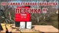 Осенний уход за персиками: как защитить деревья от болезней и подготовить к зиме