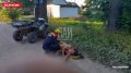 В Гдовском районе, в деревне Каменный Конец, водитель квадроцикла, по предварительным данным, находившийся в состоянии сильного алкогольного опьянения, допустил падение с транспортного средства