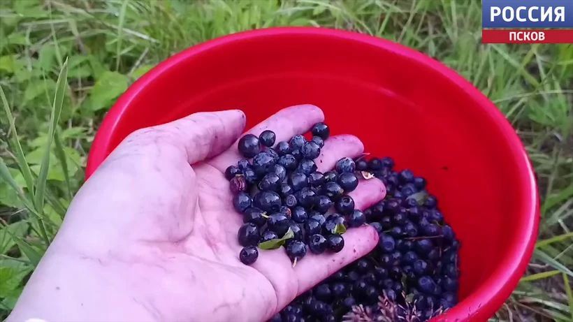 Сочная и вкусная ягода. Жители региона делятся многочисленными фотографиями лесных даров Сочная и вкусная ягода. Жители региона делятся многочисленными фотографиями лесных даров