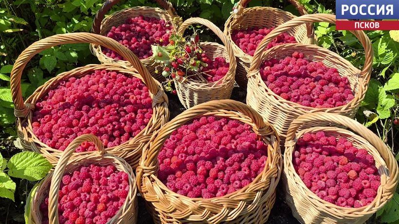 Сочная и вкусная ягода. Жители региона делятся многочисленными фотографиями лесных даров Сочная и вкусная ягода. Жители региона делятся многочисленными фотографиями лесных даров