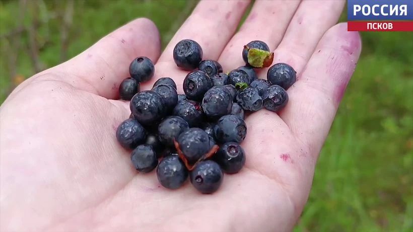 Сочная и вкусная ягода. Жители региона делятся многочисленными фотографиями лесных даров Сочная и вкусная ягода. Жители региона делятся многочисленными фотографиями лесных даров
