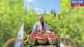 Сочная и вкусная ягода. Жители региона делятся многочисленными фотографиями лесных даров