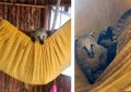 Носуха Ванилька впервые стала мамой