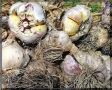 Чеснок портится? 5 простых приёмов, чтобы спасти урожай и сделать чесночную муку