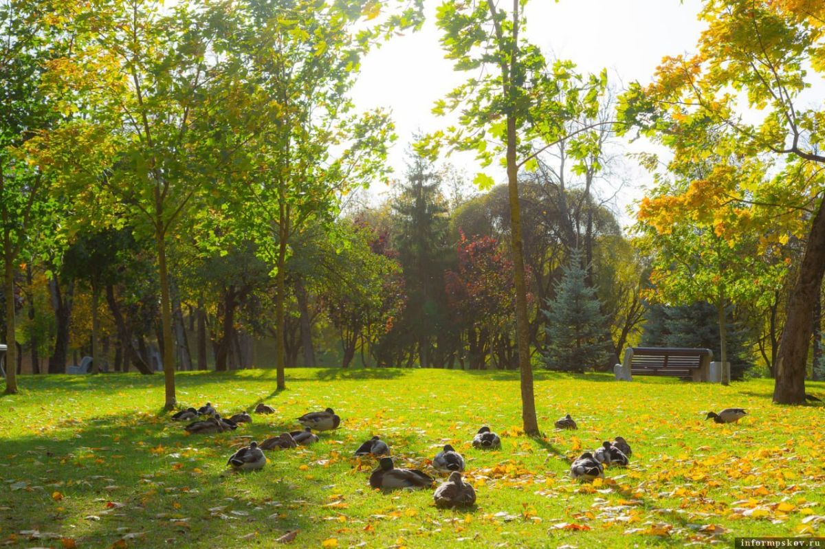 Новые деревья на улице Советской в Пскове посадят в октябре-ноябре, сообщил глава города Борис Елкин в программе «Оглавление» на радио «Серебряный дождь» (88.3 FM)