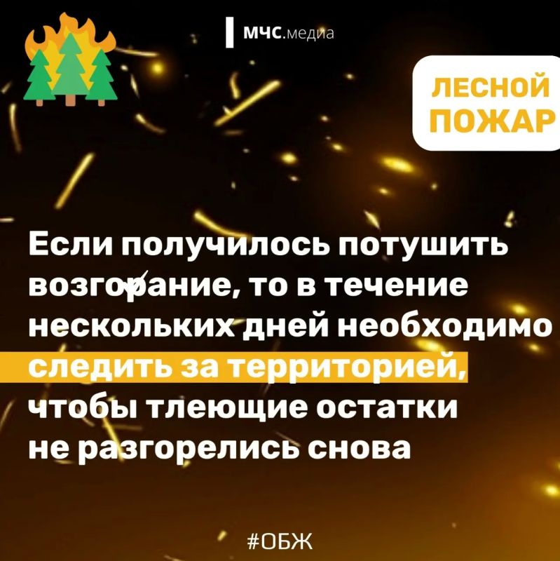 Не дай лесу сгореть!. Лес дарит нам спокойствие, грибные тропы и ягодные поляны Не дай лесу сгореть!. Лес дарит нам спокойствие, грибные тропы и ягодные поляны