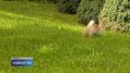 О пополнении в Псково-Печерском монастыре мы уже рассказывали: губернатор Михаил Ведерников по просьбе дочки передал братии крольчат