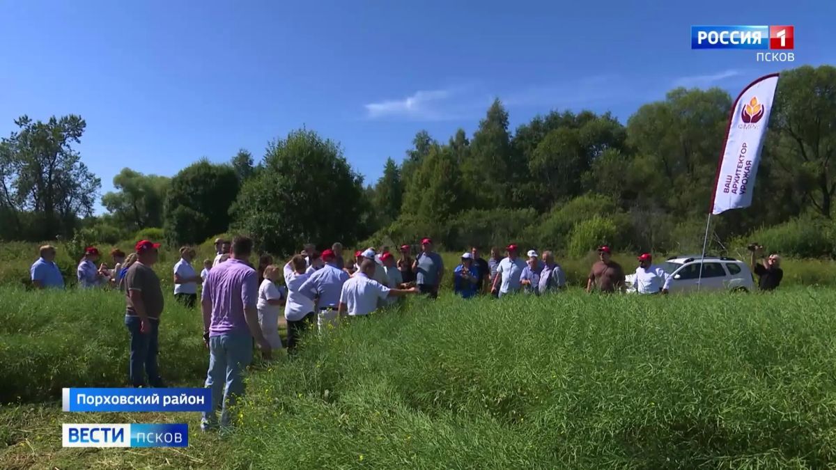 День поля прошел в деревне Готовино Порховского округа День поля прошел в деревне Готовино Порховского округа