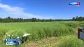 День поля прошел в деревне Готовино Порховского округа
