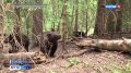 Тверской центр спасения медвежат-сирот опубликовал новые кадры со своими подопечными