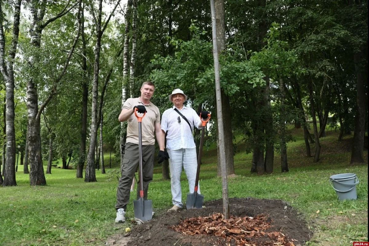 Ко Дню строителя в центральном парке Пскова высадили липы Ко Дню строителя в центральном парке Пскова высадили липы