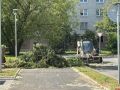 Санитарная обрезка: у гостиницы «Рижская» в Пскове спиливают аварийные деревья