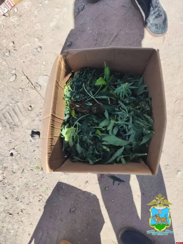 Теплица в гараже: в Пскове ликвидировали крупную наркоплантацию конопли Теплица в гараже: в Пскове ликвидировали крупную наркоплантацию конопли