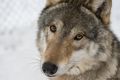 «Ситуация тревожная»: почему волки выходят к населённым пунктам в Псковской области?