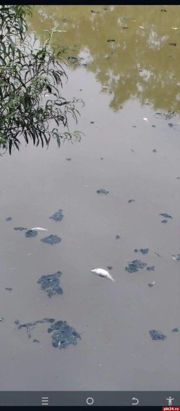 В реке Шелонь в Порховском муниципальном округе с водой происходит непонятное В реке Шелонь в Порховском муниципальном округе с водой происходит непонятное
