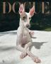 Журнал Vogue выбрал самую стильную собаку 2026 года