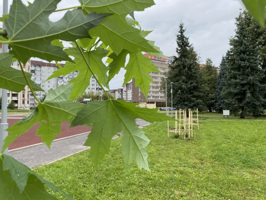 В сквере у гостиницы «Рижская» высадили 16 новых деревьев В сквере у гостиницы «Рижская» высадили 16 новых деревьев