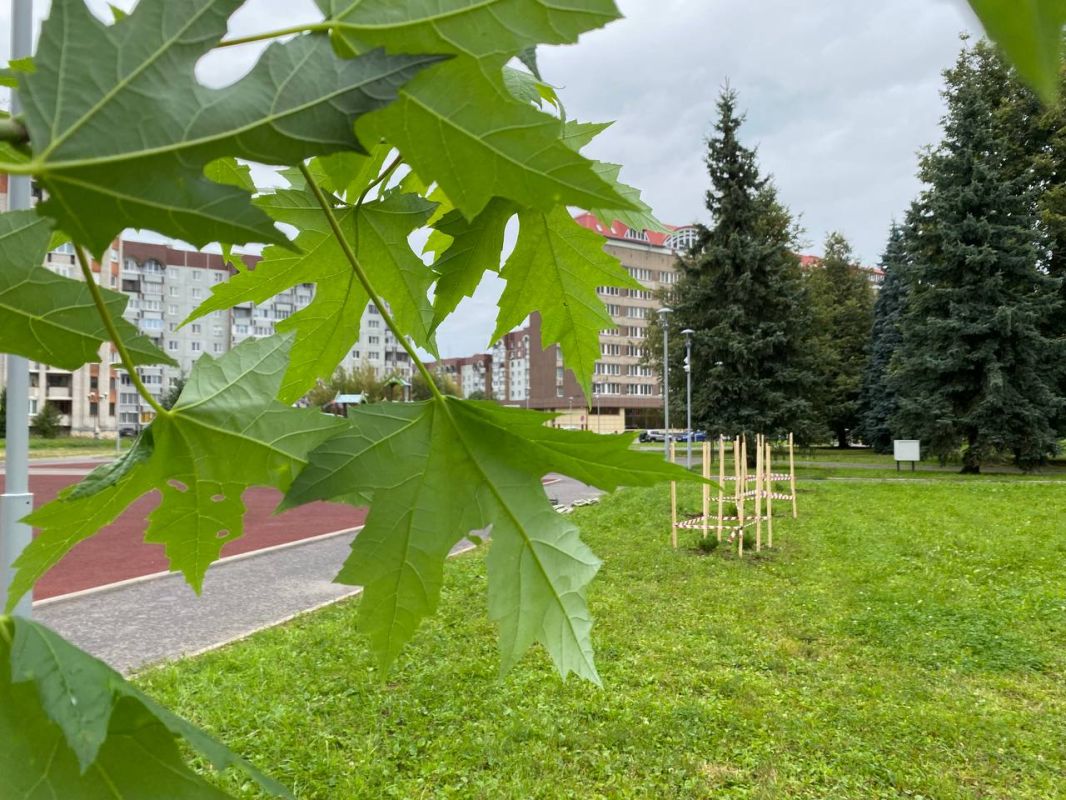 Елкин Борис: В сквере у гостиницы «Рижская» высадили 16 новых деревьев! Елкин Борис: В сквере у гостиницы «Рижская» высадили 16 новых деревьев!