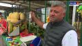 Роспотребнадзор проверил точки продажи арбузов в Пскове