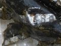 В Дно поисковики обнаружили место падения самолёта Ил4, разбившегося в 1942 году