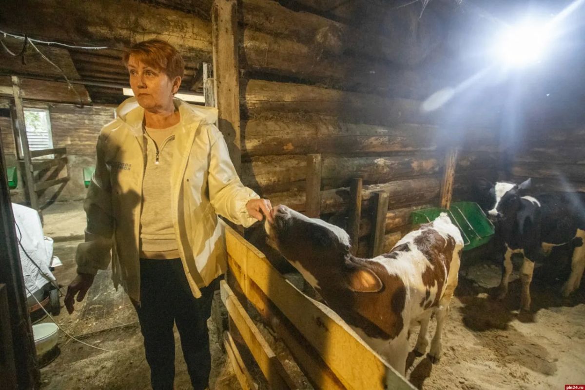 Как готовят «лисий» сыр? ФОТОРЕПОРТАЖ Как готовят «лисий» сыр? ФОТОРЕПОРТАЖ