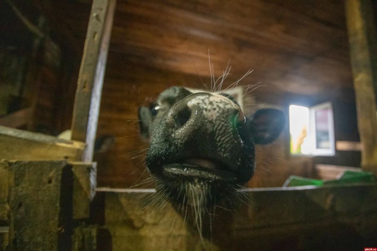 Как готовят «лисий» сыр? ФОТОРЕПОРТАЖ Как готовят «лисий» сыр? ФОТОРЕПОРТАЖ