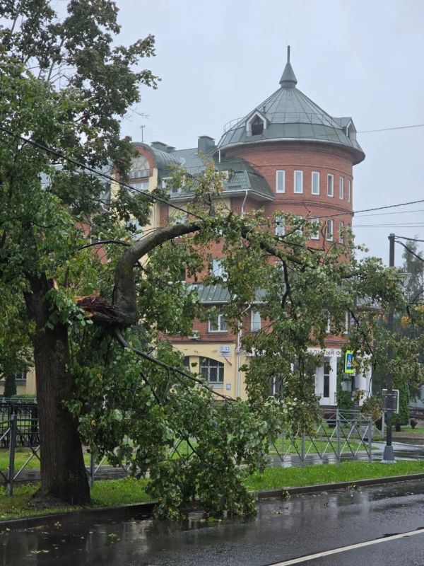 В Пскове около обласного суда и Соцфонда часть дерева легла на провода ЛЭП В Пскове около обласного суда и Соцфонда часть дерева легла на провода ЛЭП