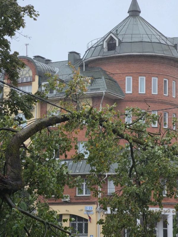 В Пскове около обласного суда и Соцфонда часть дерева легла на провода ЛЭП В Пскове около обласного суда и Соцфонда часть дерева легла на провода ЛЭП