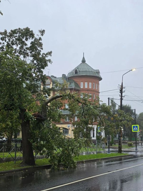 В Пскове около обласного суда и Соцфонда часть дерева легла на провода ЛЭП В Пскове около обласного суда и Соцфонда часть дерева легла на провода ЛЭП