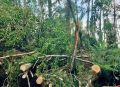 Жители Псковской области публикуют фотографии последствий шторма