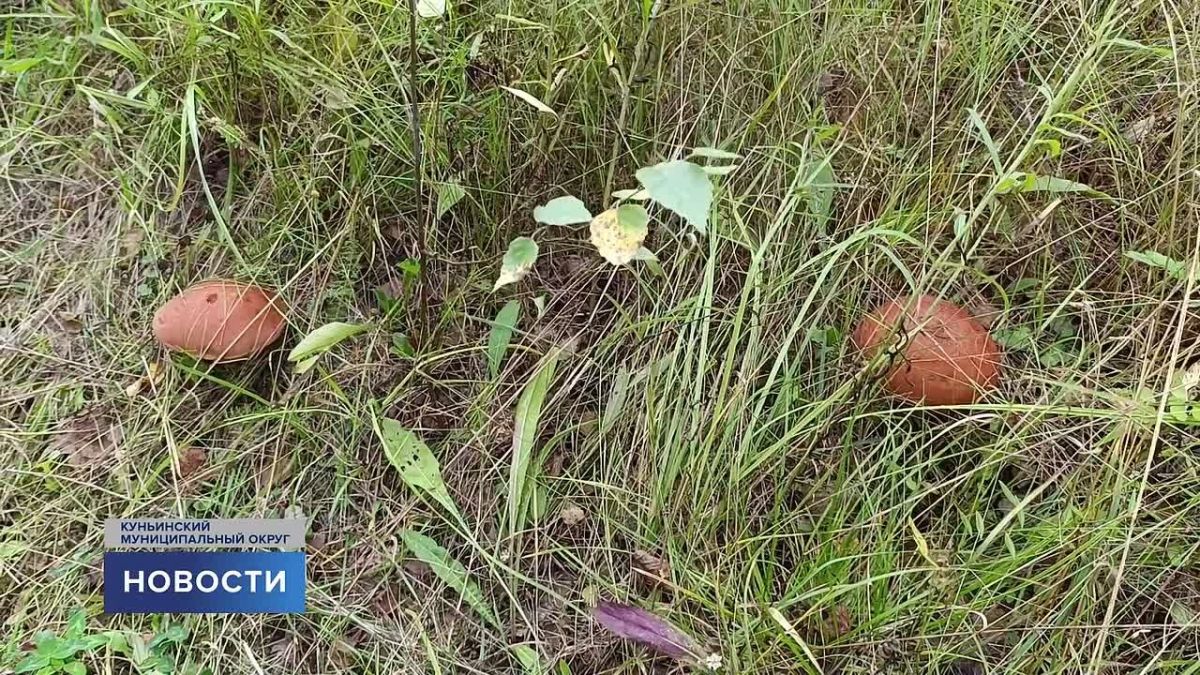 В лесах Псковской области после дождей начали появляться благородные грибы
