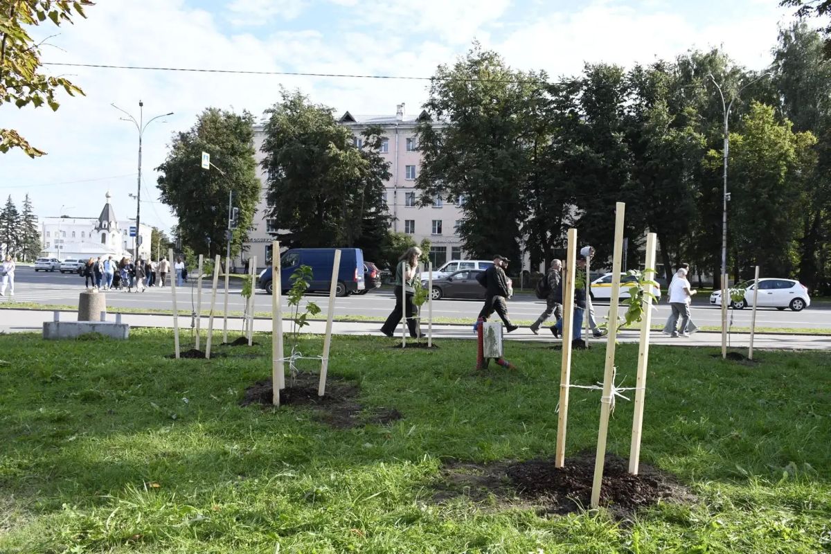 Площадь Ленина в Пскове украсили сиренью «Маршал Малиновский» Площадь Ленина в Пскове украсили сиренью «Маршал Малиновский»