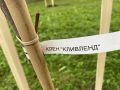 Елкин Борис: Как и планировали в сквере у Рижской гостиницы высадили еще 10 клёнов