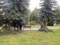 В Пскове в сквере у гостиницы «Рижская» высадили десять клёнов