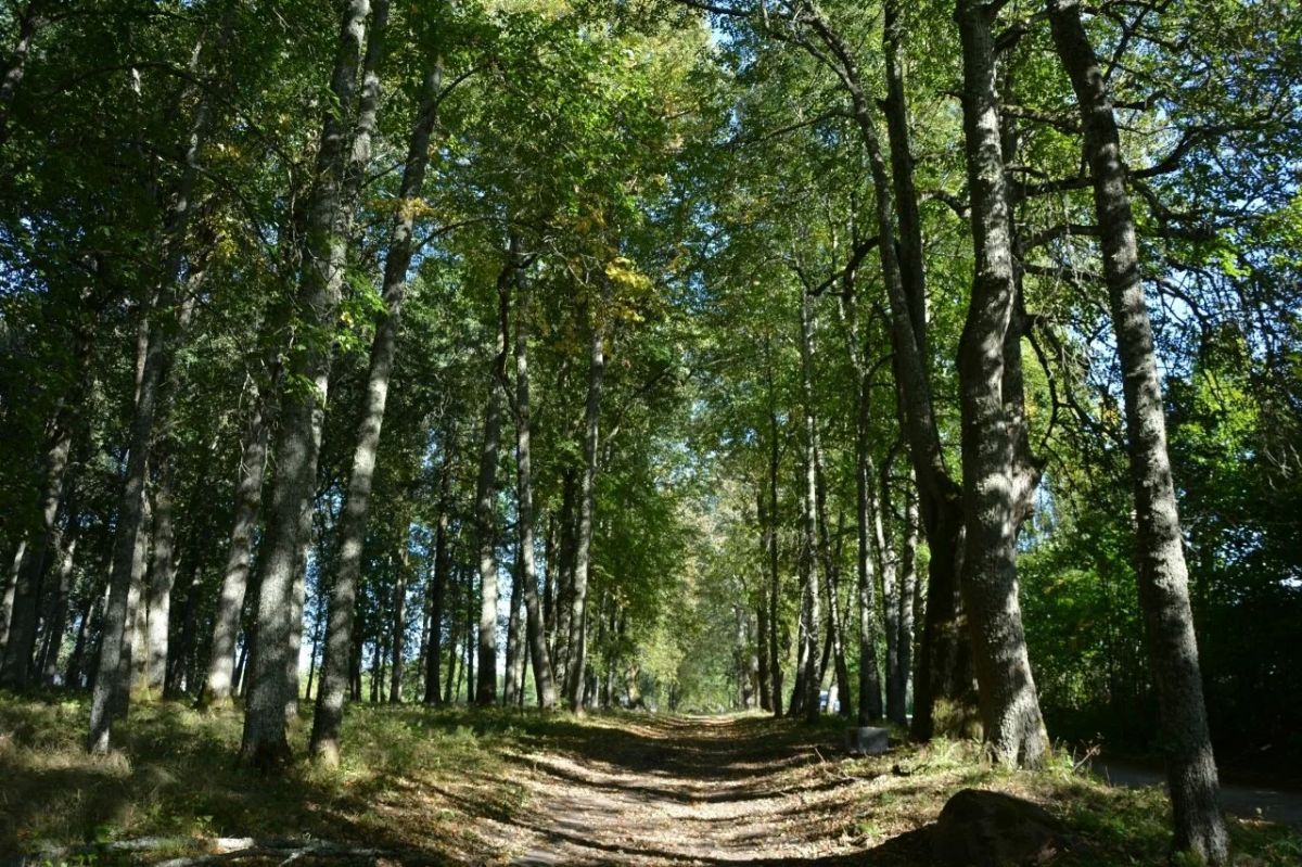 В Новоржевском округе появился новый парк — активисты ТОСа "Вехно" благоустроили рекреационную зону В Новоржевском округе появился новый парк — активисты ТОСа "Вехно" благоустроили рекреационную зону