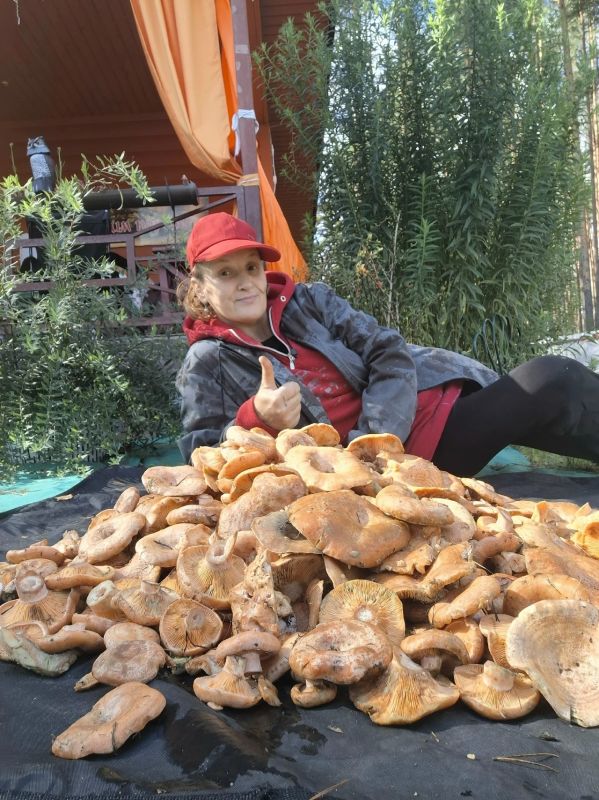 Себежские леса удивили грибников урожаем рыжиков Себежские леса удивили грибников урожаем рыжиков