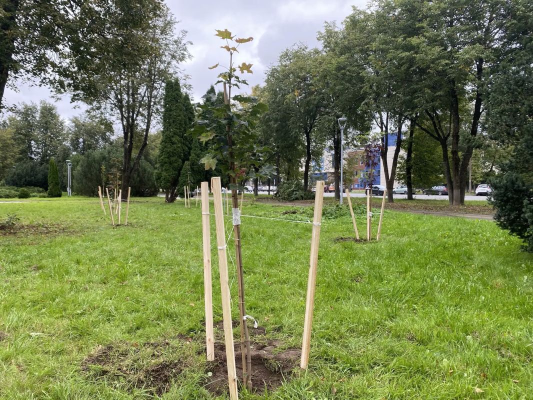 Елкин Борис: Подолжаем зелёное преображение городских пространств Елкин Борис: Подолжаем зелёное преображение городских пространств