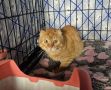 Кота, запертого в пустой квартире на две недели, спасли в Пскове