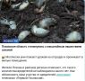 Пока все обсуждают грядущие кадровые тектонические сдвиги в псковской политике, гадают о новой структуре Законодательного Собрания и замерли в ожидании имени нового главы Пскова, у наших коллег из госмедиахолдинга своя...