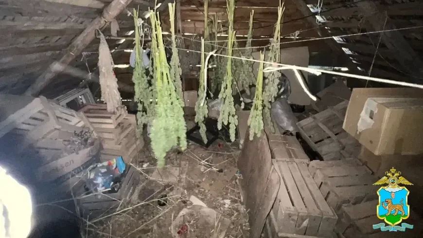 В Великих Луках раскрыли нарколабораторию под открытым небом: сигнал поступил от бдительного местного жителя во время операции «Мак2026»