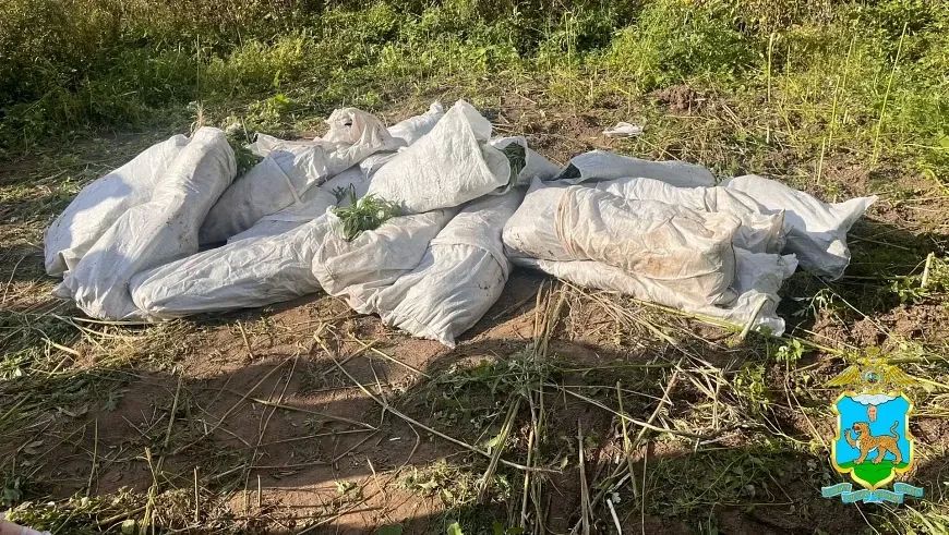 В Великих Луках раскрыли нарколабораторию под открытым небом: сигнал поступил от бдительного местного жителя во время операции «Мак2026» В Великих Луках раскрыли нарколабораторию под открытым небом: сигнал поступил от бдительного местного жителя во время операции «Мак2026»