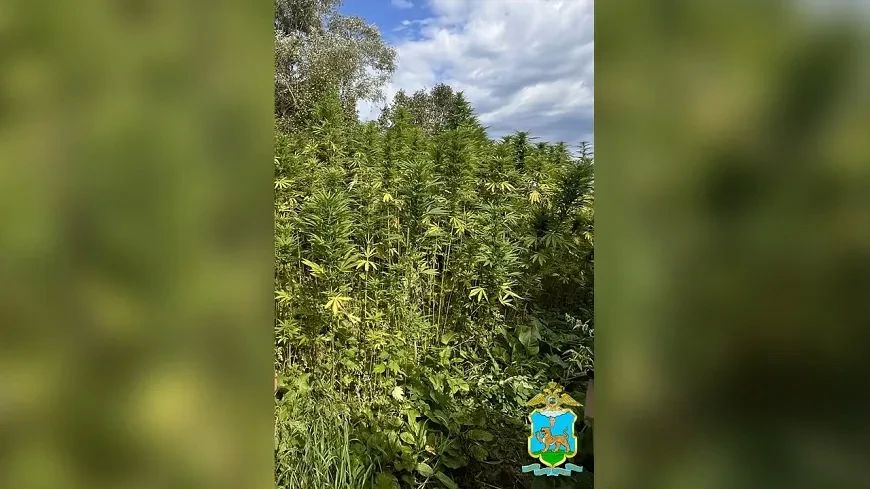 В Великих Луках раскрыли нарколабораторию под открытым небом: сигнал поступил от бдительного местного жителя во время операции «Мак2026» В Великих Луках раскрыли нарколабораторию под открытым небом: сигнал поступил от бдительного местного жителя во время операции «Мак2026»