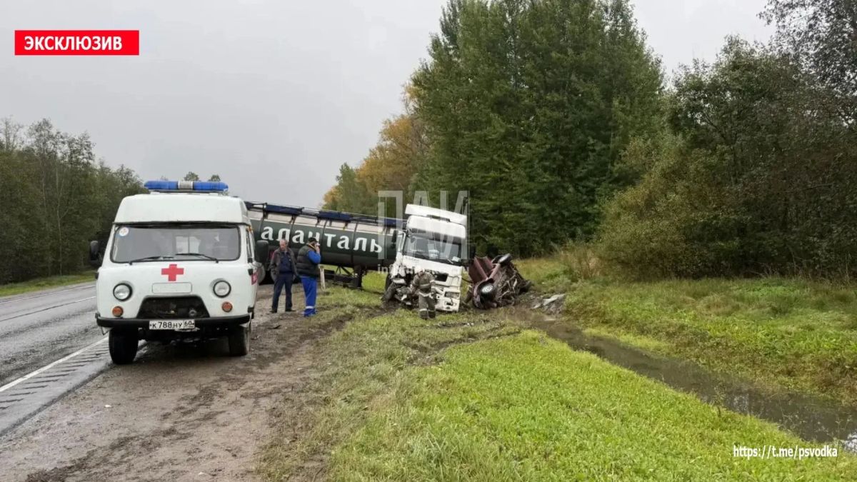 Две собаки погибли в ДТП с молоковозом в Плюсском районе Две собаки погибли в ДТП с молоковозом в Плюсском районе