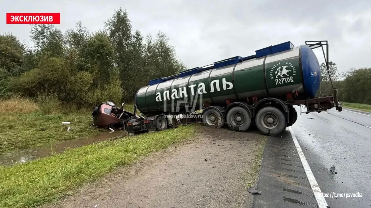 Две собаки погибли в ДТП с молоковозом в Плюсском районе Две собаки погибли в ДТП с молоковозом в Плюсском районе