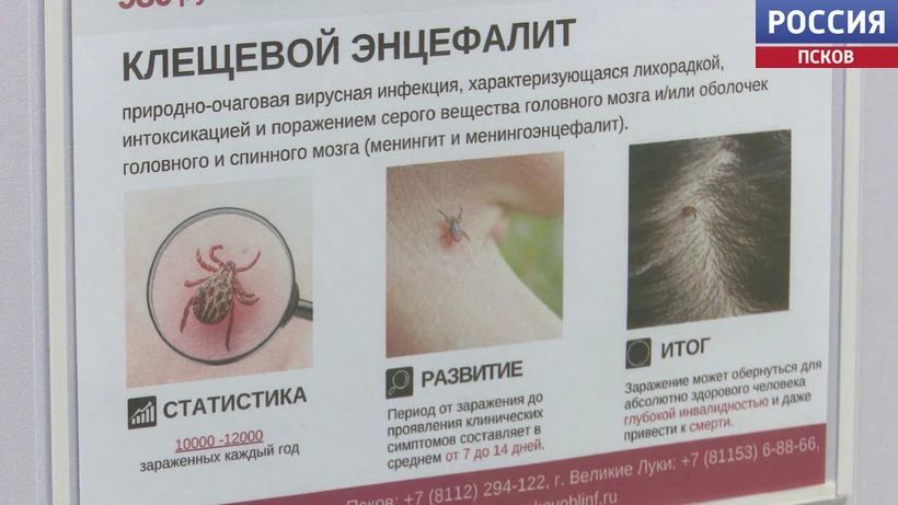 Клещи в Псковской области: где чаще нападают и как уберечься